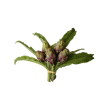 Artichaut bouquet