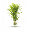 Estragon