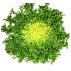 La salade frisée