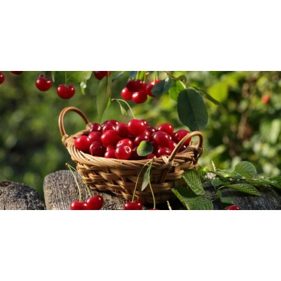 Cerises France