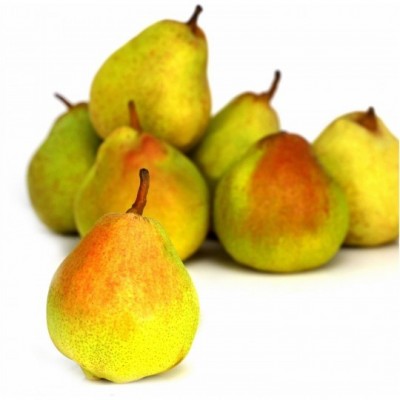 Poire Guyot