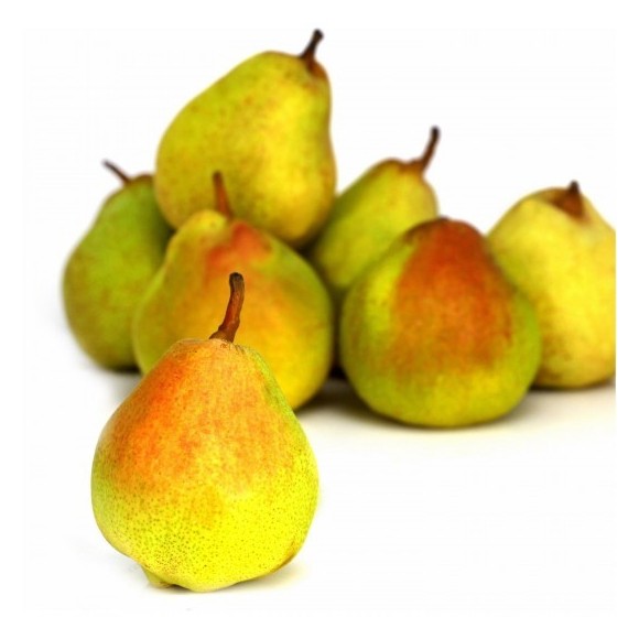 Poire Guyot