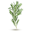 Romarin