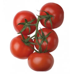 Tomates grappes