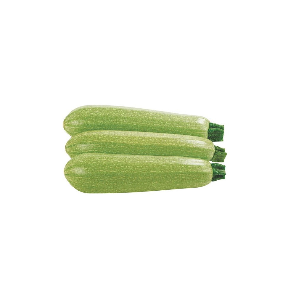 Courgette blanche