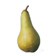 Poire Abatte