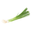 Cebette