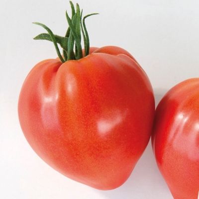 Tomates Types Coeur
