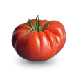 Tomates Marmandes