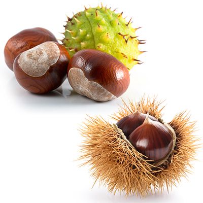 Marron bouche de betizac