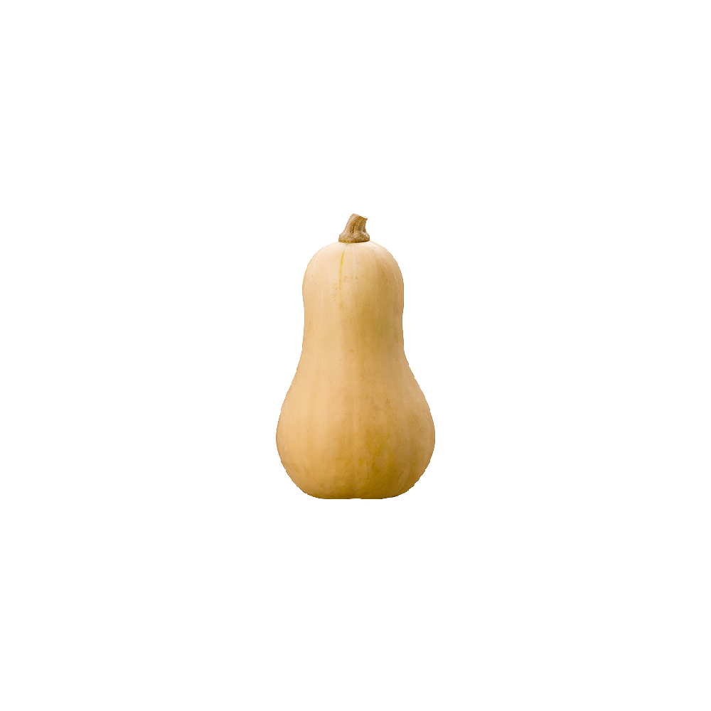 Courge butternut